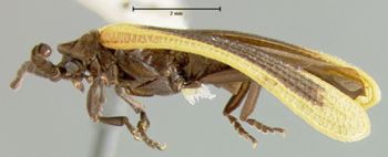 Media type: image;   Entomology 35319 Aspect: habitus lateral view